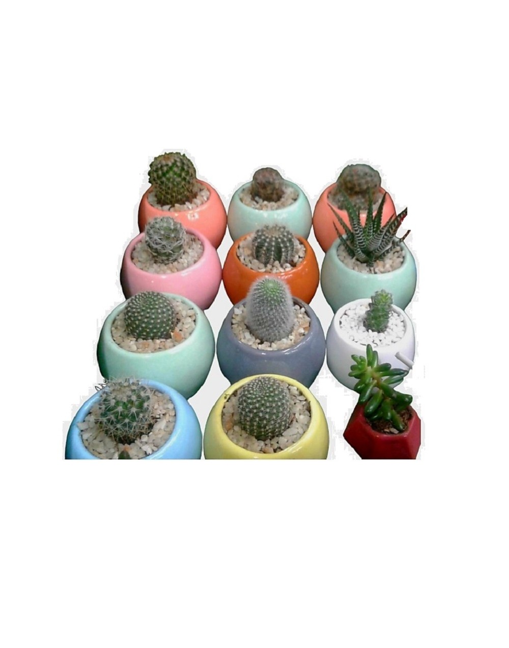 Cactus y suculentas 