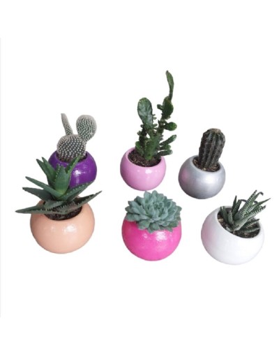 Cactus y suculentas 