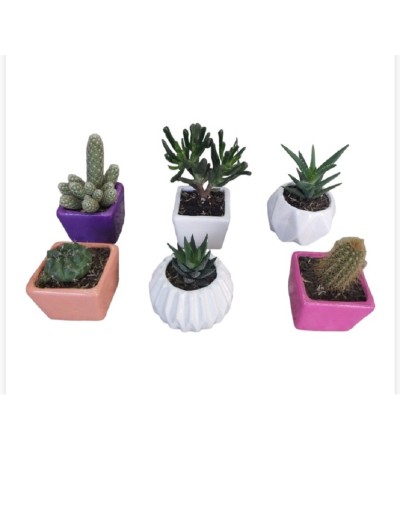 Cactus y suculentas 