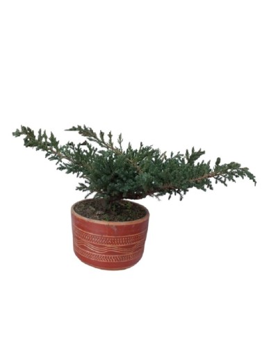 Bonsai de pino rastrero 