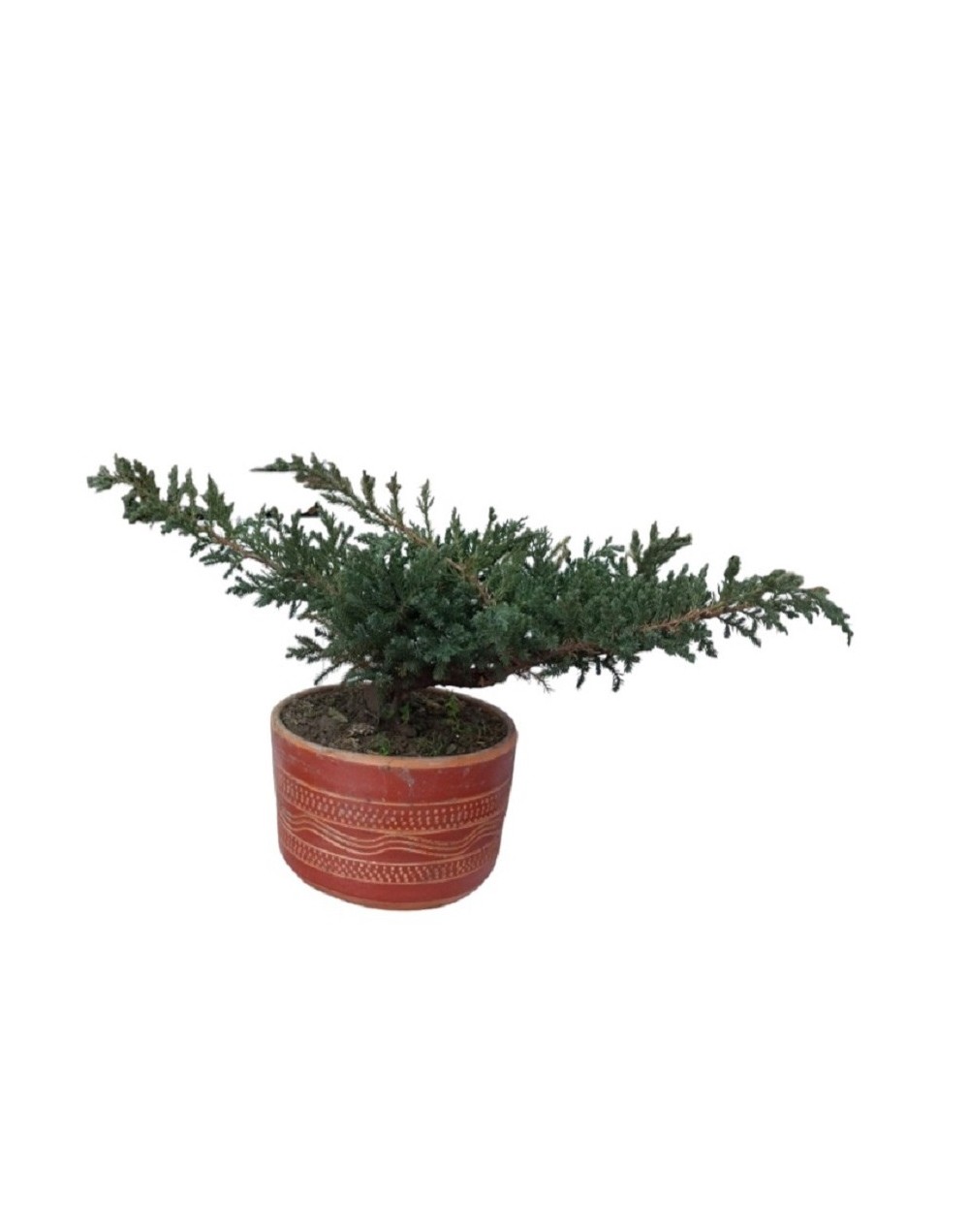 Bonsai de pino rastrero 
