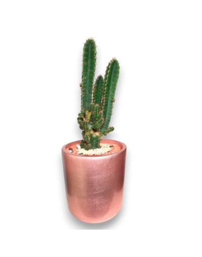 Cactus alto