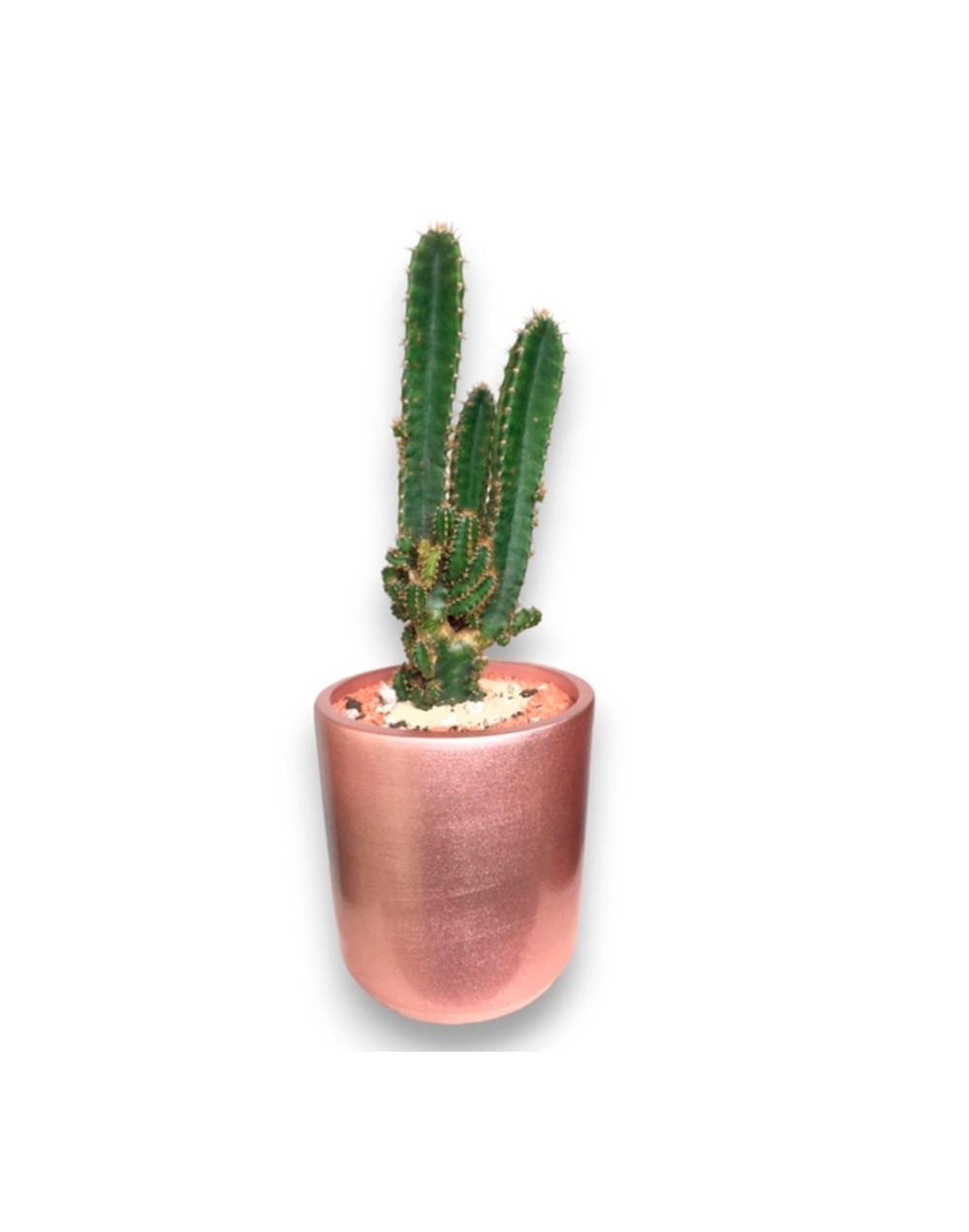 Cactus alto