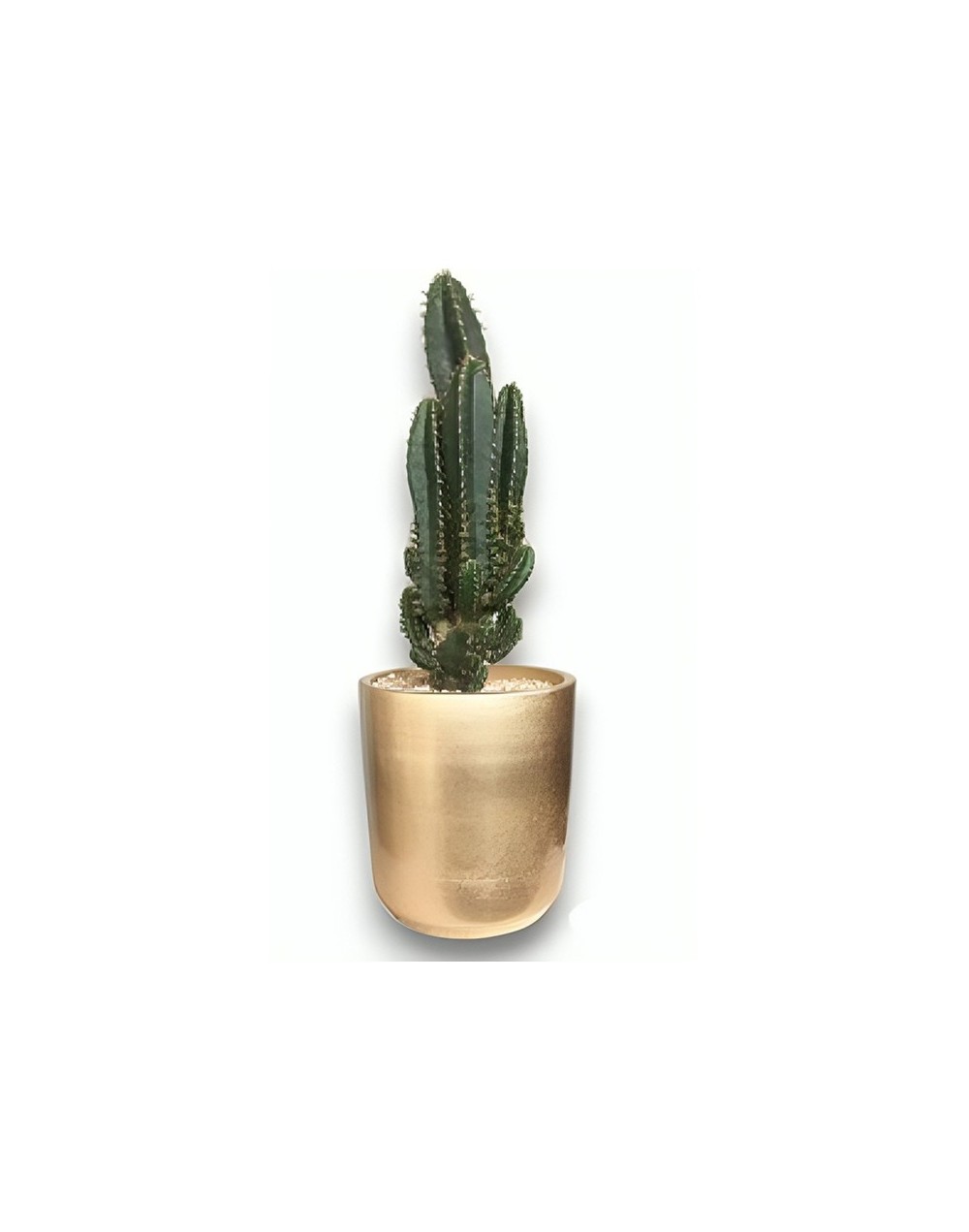 Cactus alto en matera cerámica.