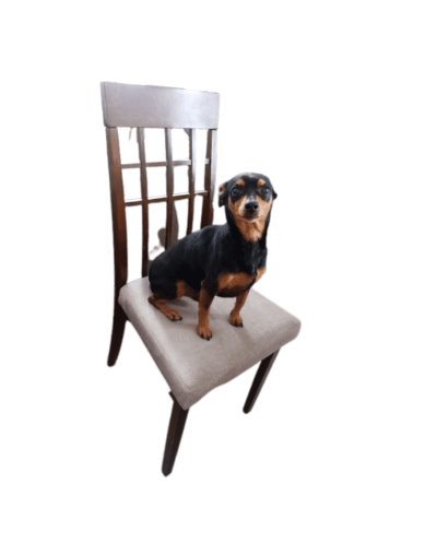 Bastidor o asiento silla de comedor ii