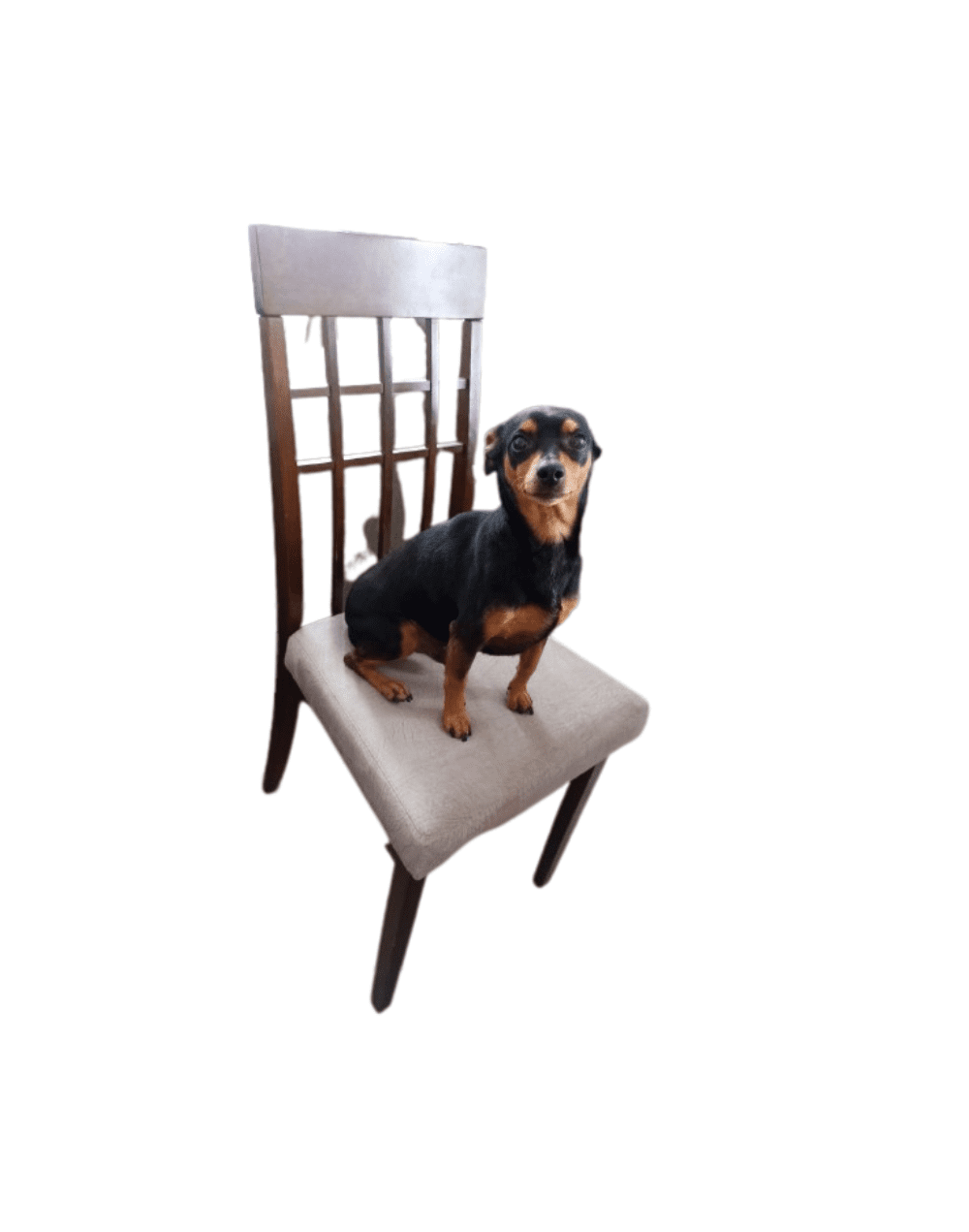 Bastidor o asiento silla de comedor ii