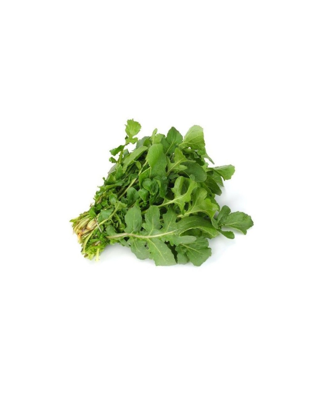 Lechuga rúgala