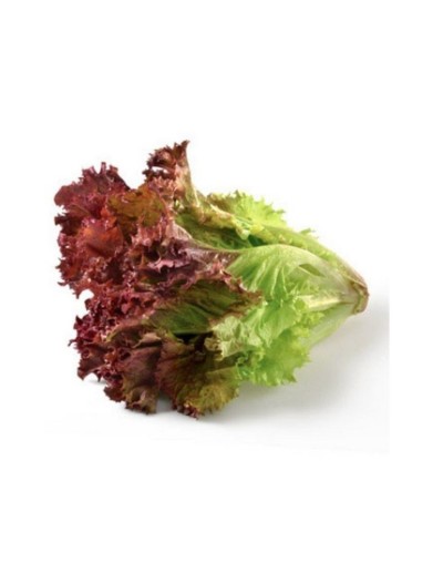 Lechuga orgánica morada lisa o crespa
