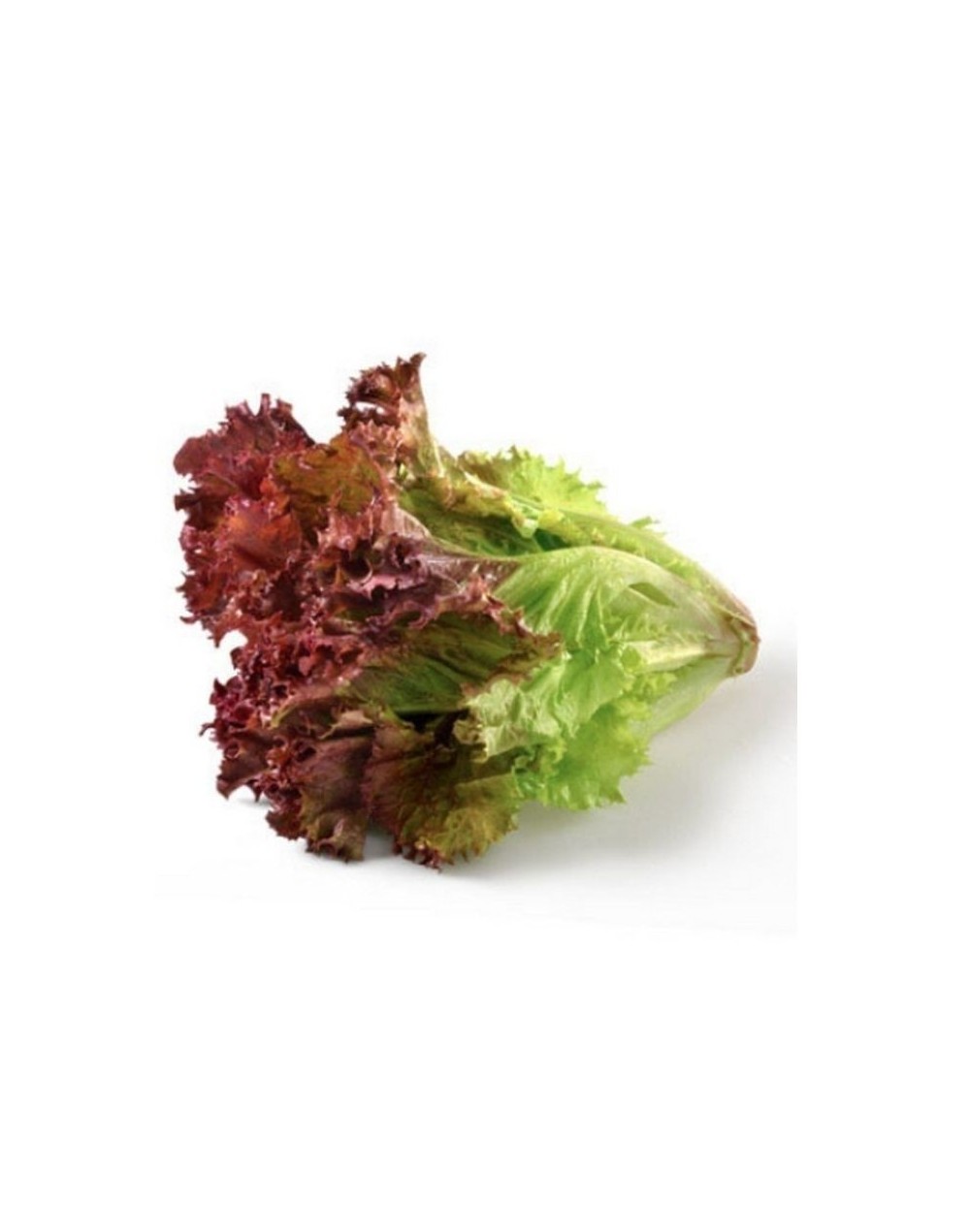 Lechuga orgánica morada lisa o crespa