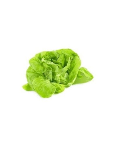 Lechuga orgánica verde lisa o crespa