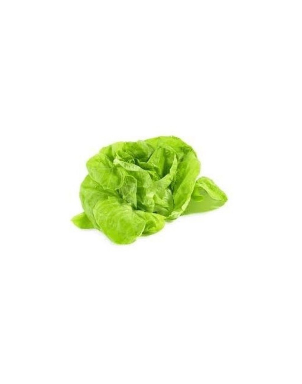 Lechuga orgánica verde lisa o crespa