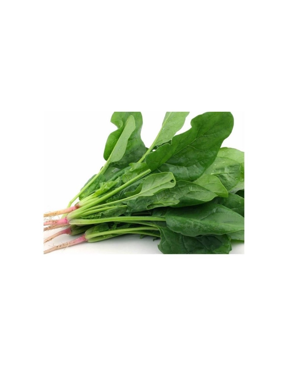 Espinaca de producción limpia