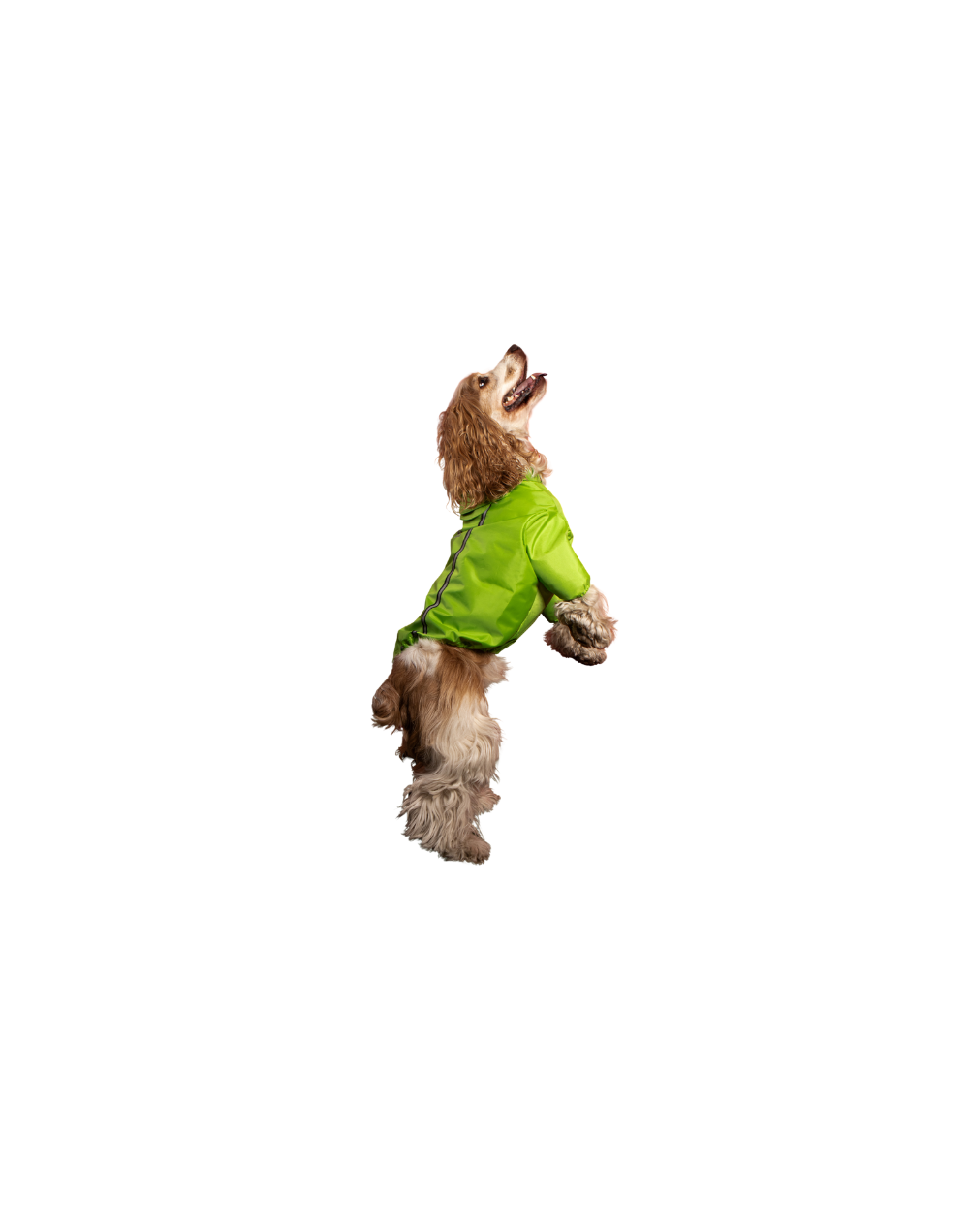 Chaqueta impermeable para perro