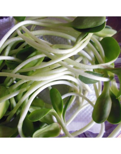 Microgreens Girasol
