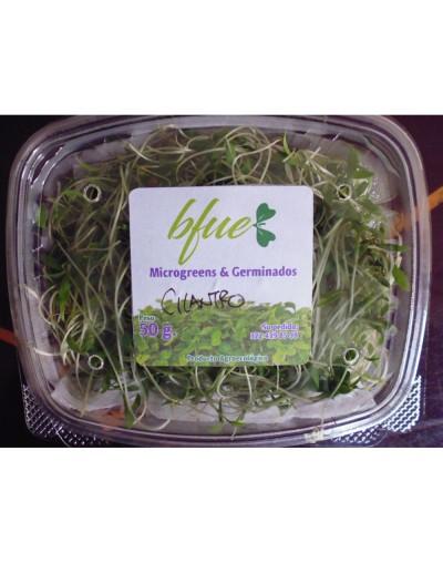 Microgreens Cilantro