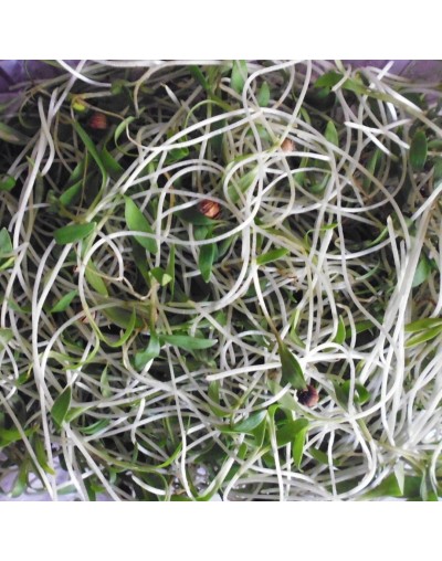 Microgreens Cilantro