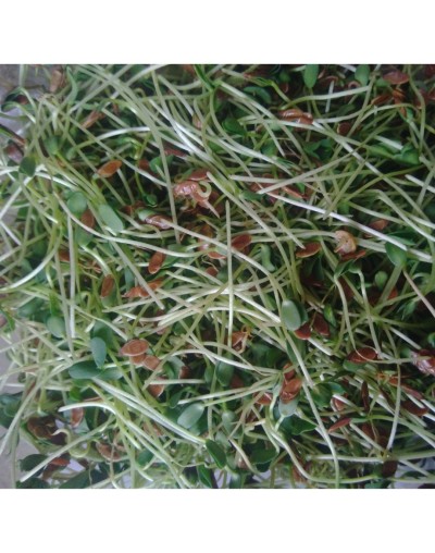 Microgreens Linaza