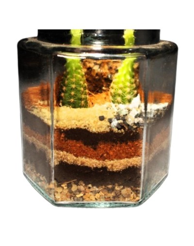 Terrario cerrado ecosistema aladín
