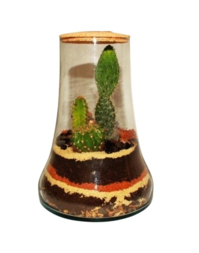 Terrario cerrado  ecosistema volcan