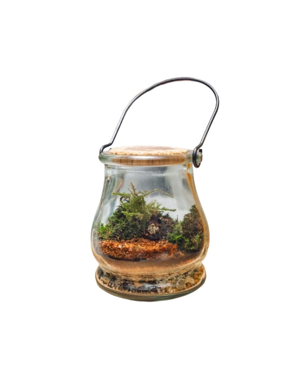 Terrario cerrado ecosistema farol