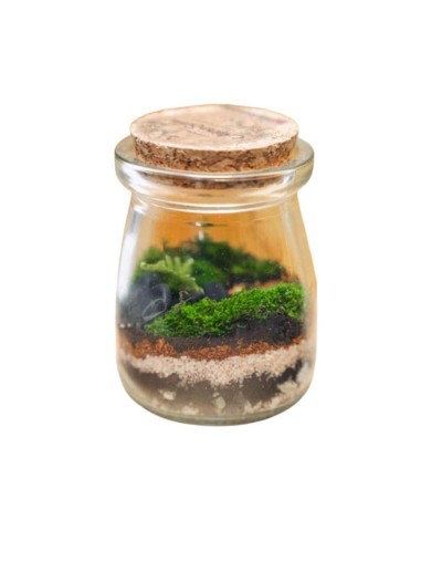 Terrario cerrado ecosistema espora