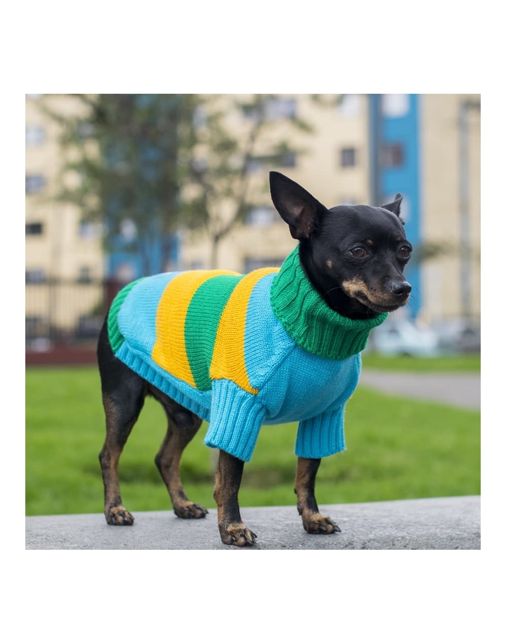 Sueteres para perritos-azul-amarillo-16d
