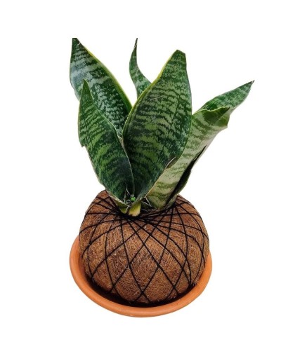 Kokedama lengua de suegra