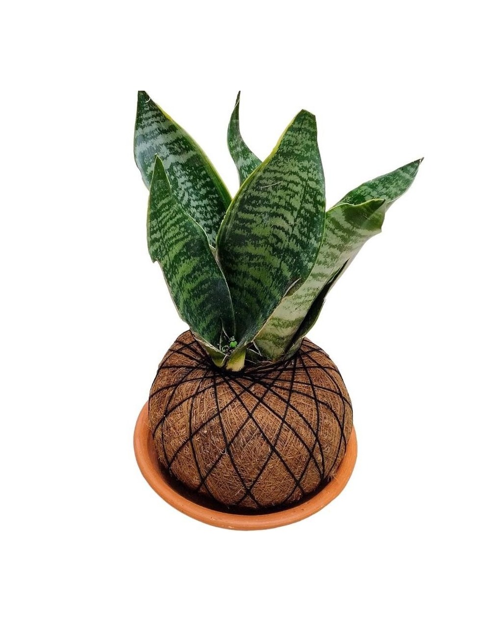 Kokedama lengua de suegra
