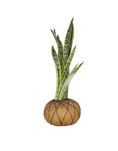 Kokedama lengua de suegra