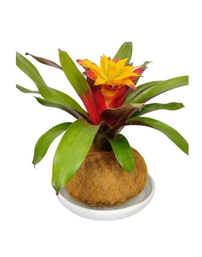 Kokedama bromelia pequeña