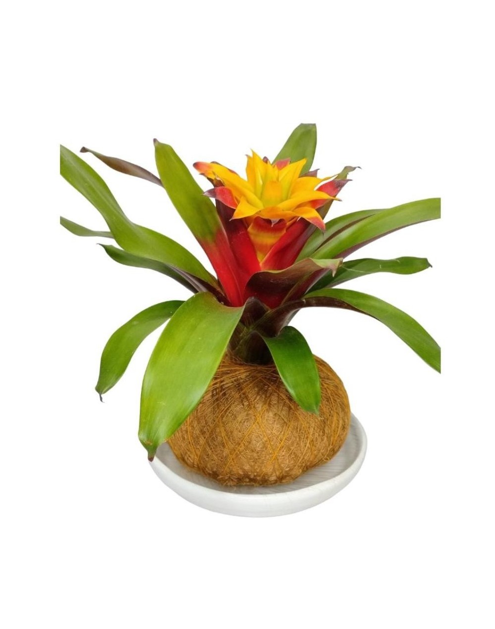 Kokedama bromelia pequeña