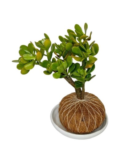 Kokedama jade macho