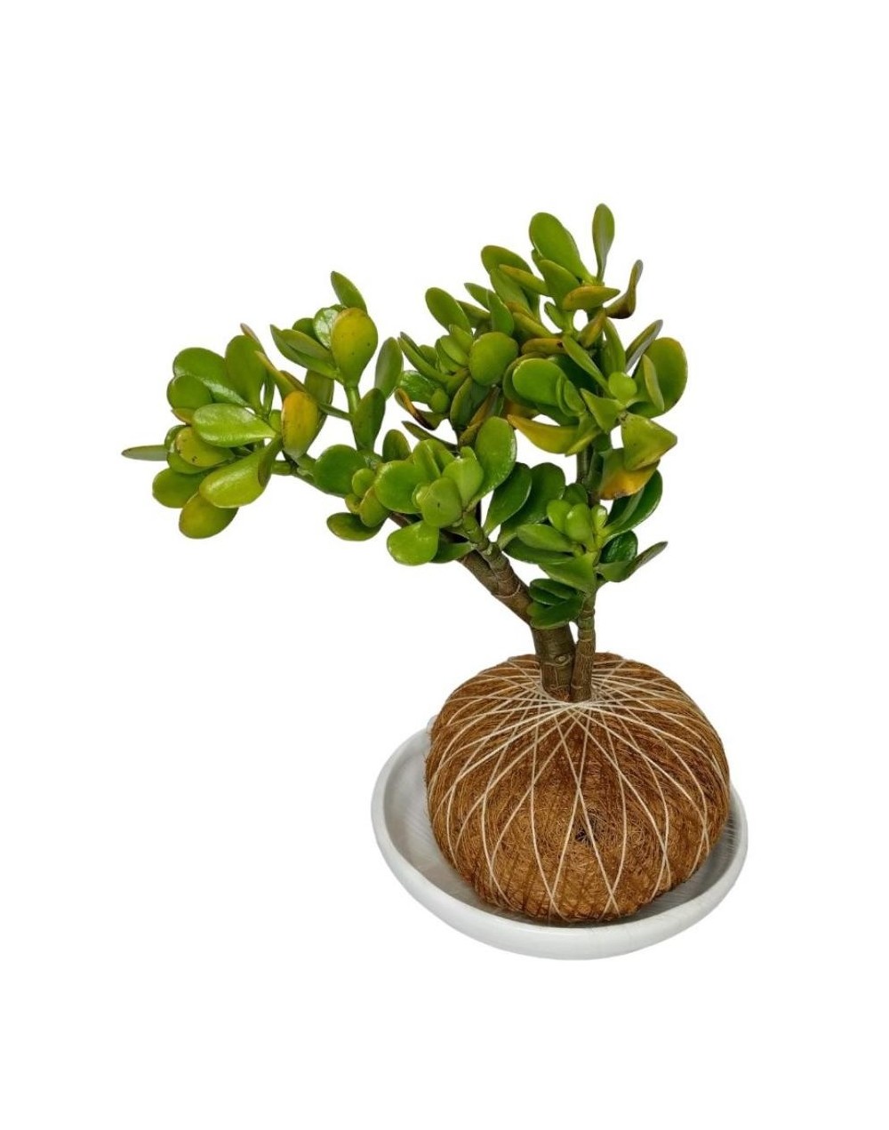 Kokedama jade macho