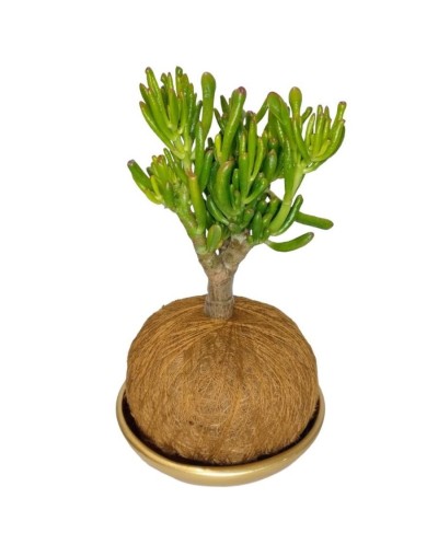 Kokedama crassula ovalata
