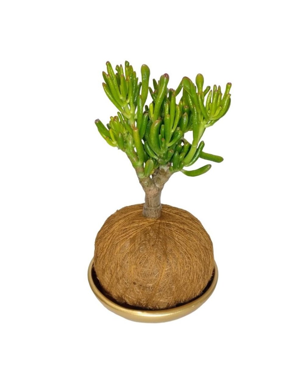Kokedama crassula ovalata