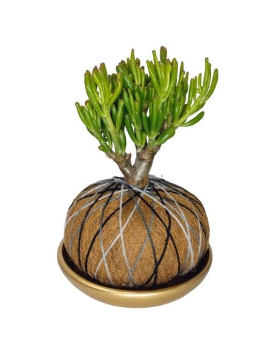 Kokedama crassula ovalata