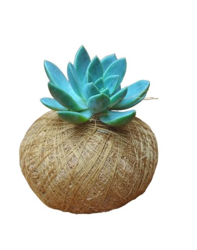 Kokedama mini suculenta p9