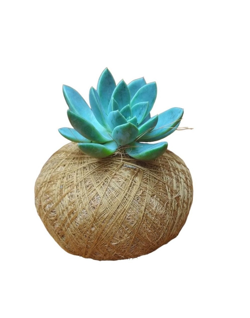 Kokedama mini suculenta p9