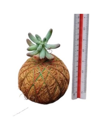 Kokedama mini suculenta p9