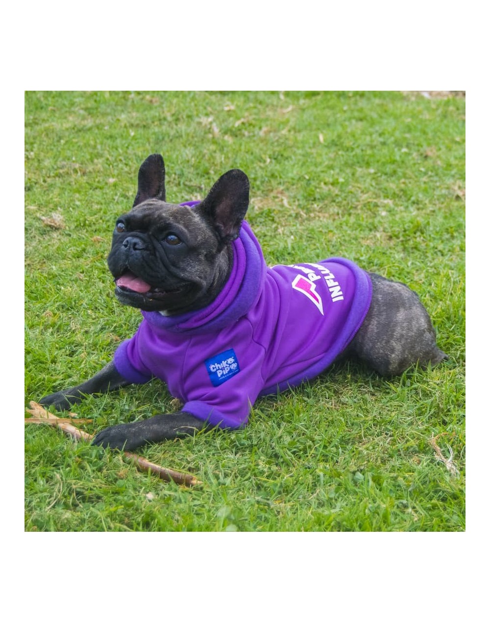 Buzo-para-perro-influencer-morado