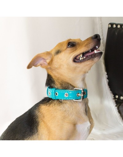 Collar para perro en cuero autentico