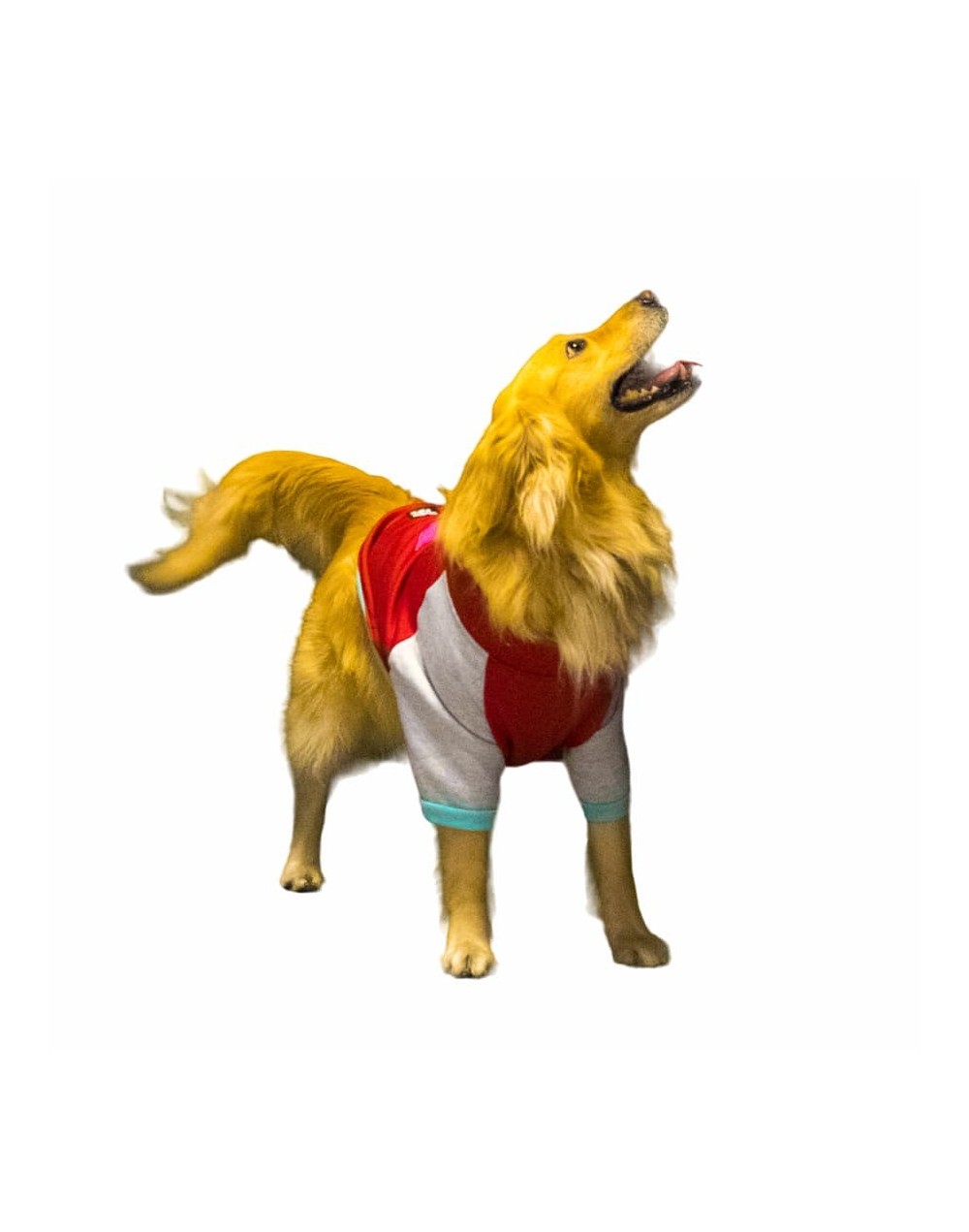 Buzo para perro play vino tinto