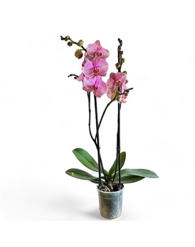 Orquideas para regalar