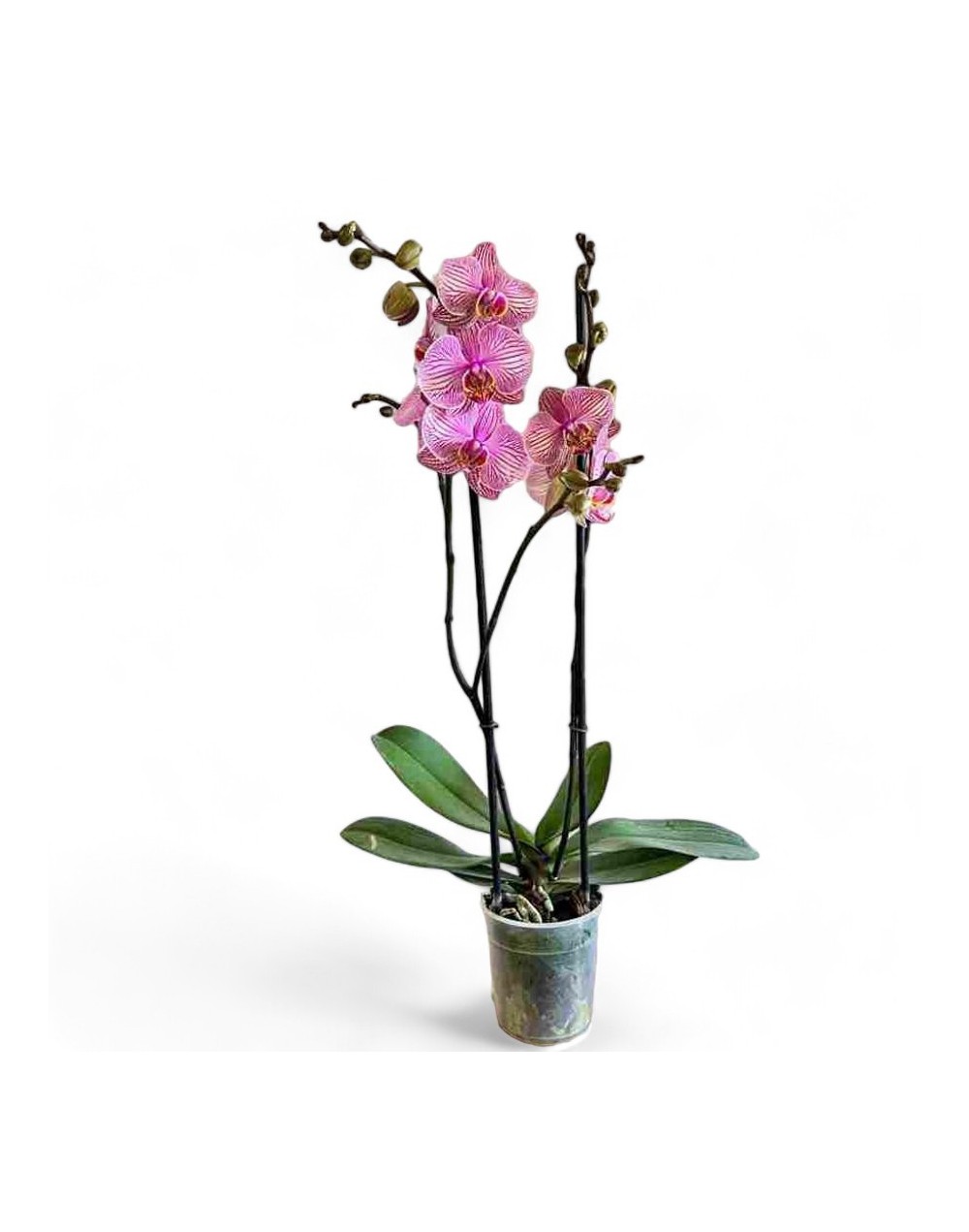 Orquideas para regalar