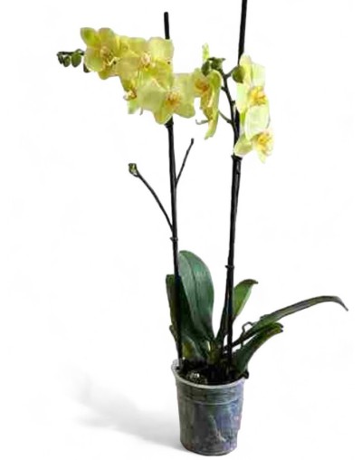 Orquideas para regalar