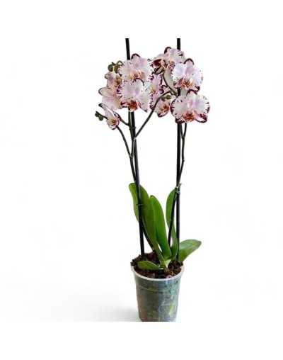 Orquideas para regalar