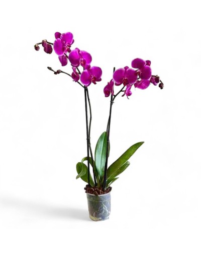 Orquideas para regalar