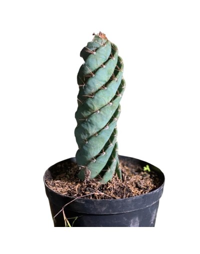 Cactus tornillo
