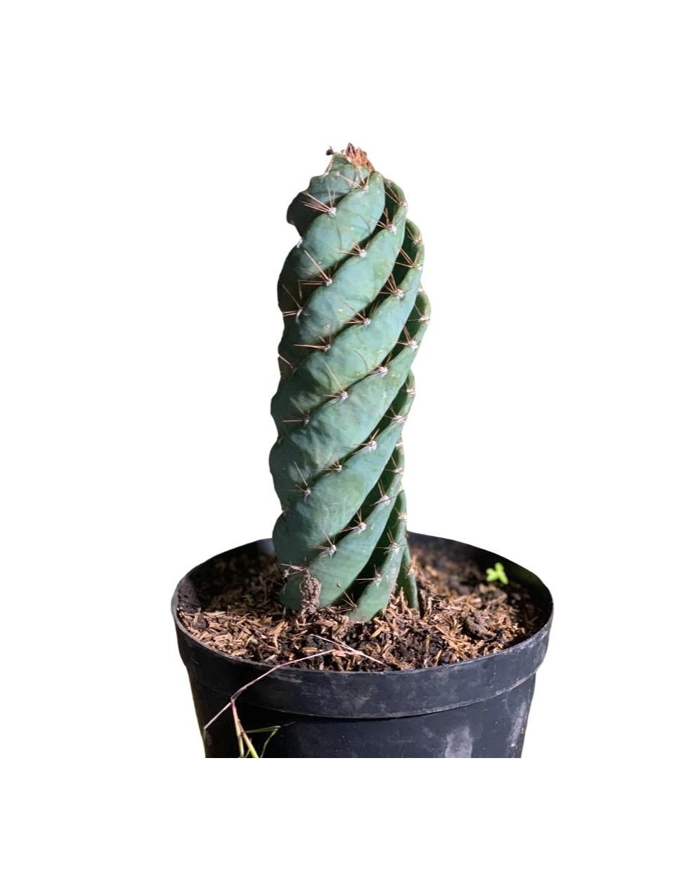 Cactus tornillo