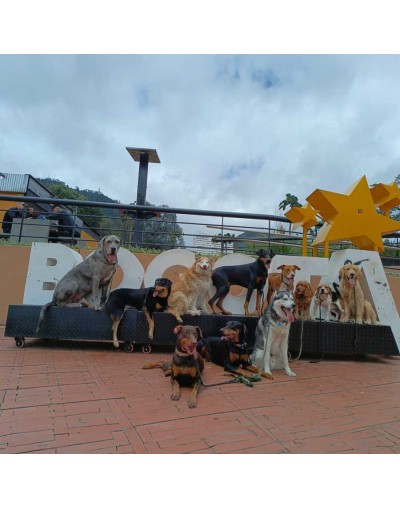 Pasa día escuela Perros nómadas